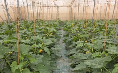 SOLGREEN: plástico fotoselectivo para solarización y control de hierbas