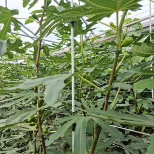 tutor de fibra en higuera