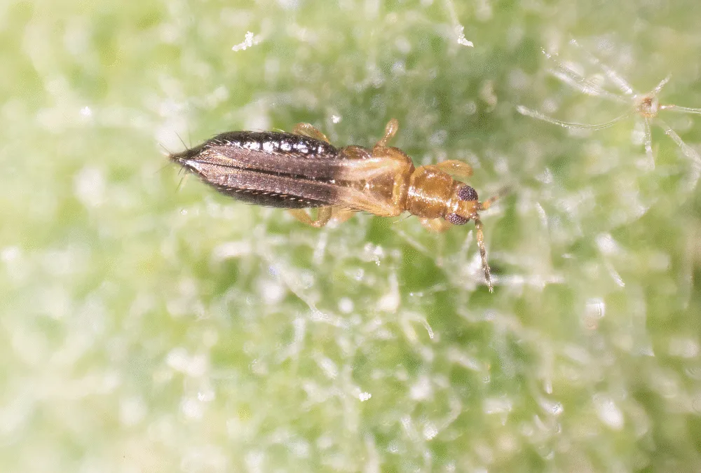 Cómo controlar el trips con mallas anti-thrips y Solgreen