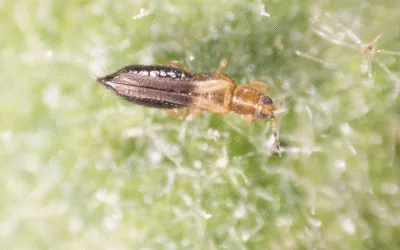 Cómo controlar el trips con mallas anti-thrips y Solgreen