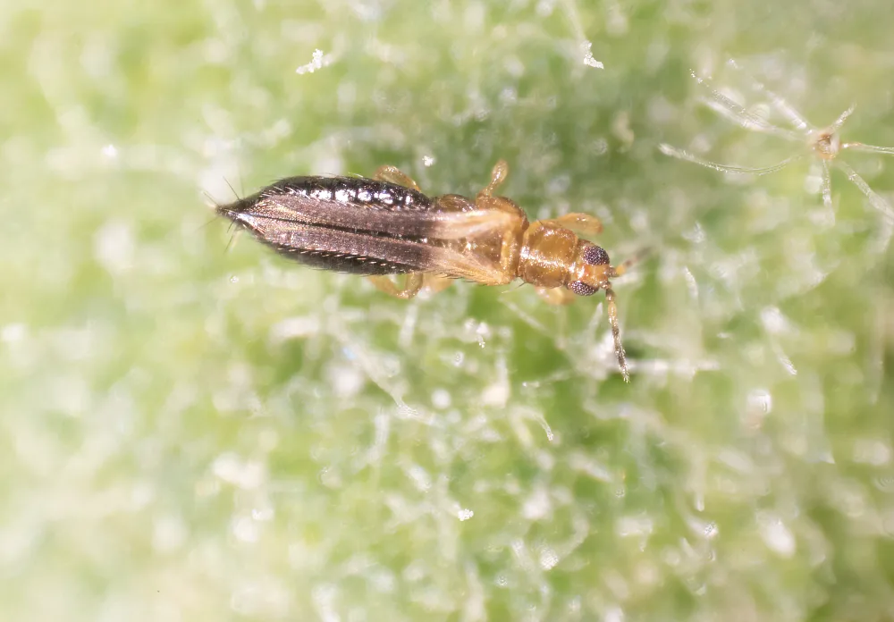 Un trip sobre una planta
